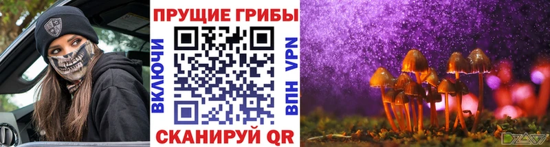 Галлюциногенные грибы Psilocybine cubensis  Норильск 